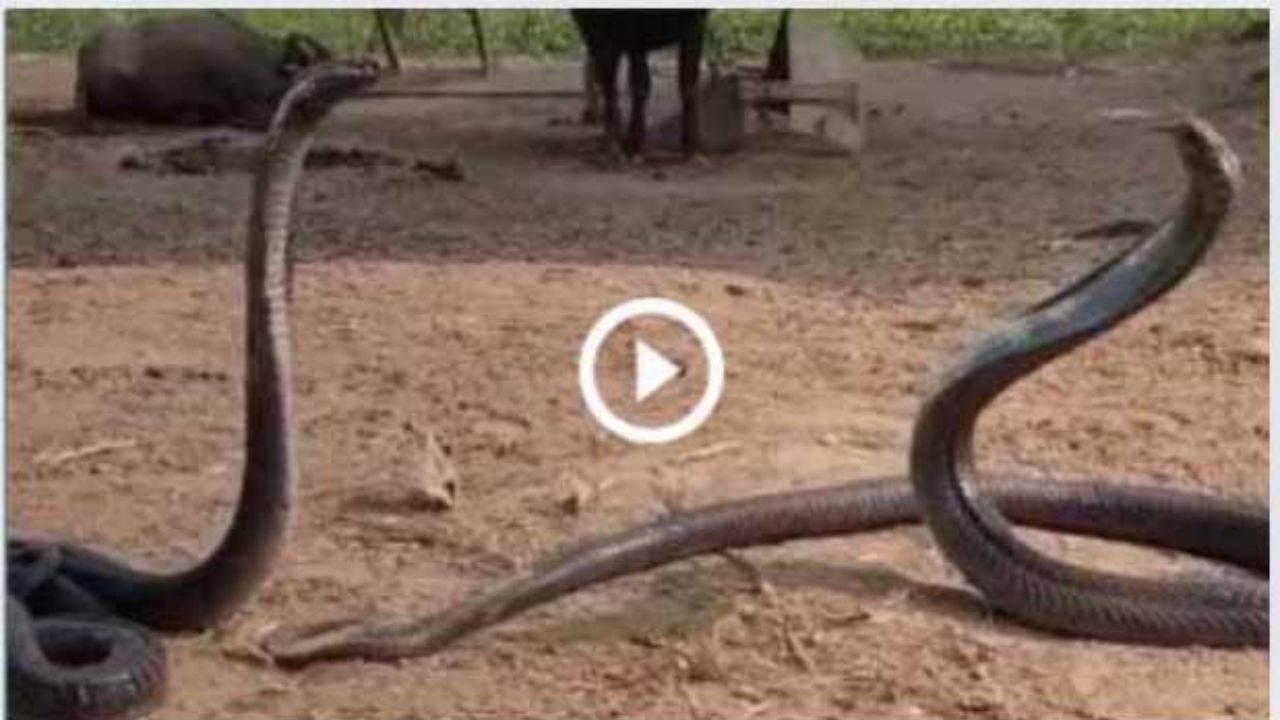 snake viral video